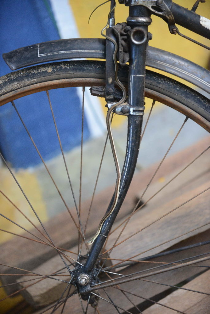 petit serpent qui se fait passer pour une gaine de frein sur un vélo à tangalle