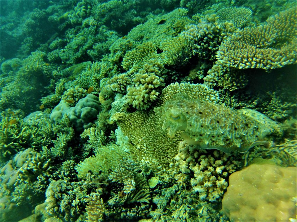 calamar de toutes les couleurs et de toutes les formes au reef n°1, depuis malenge, togian
