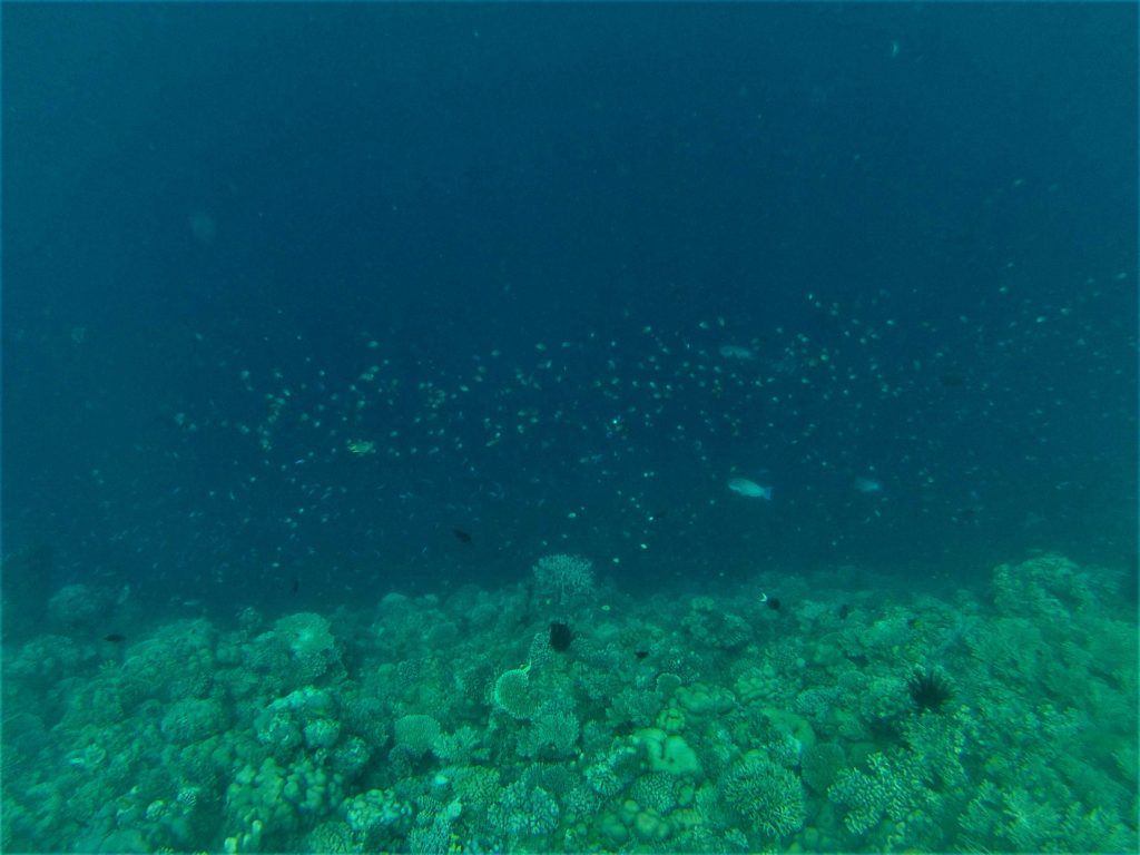 reef numéro 1, depuis malenge, île togian