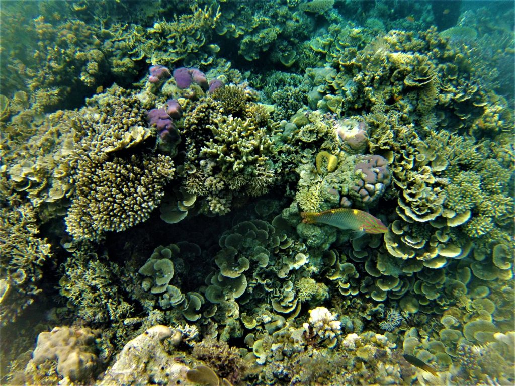 reef numéro 1, depuis malenge, île togian