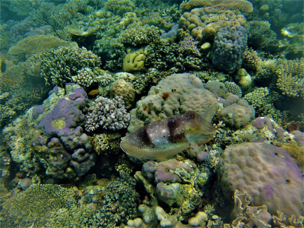 calamar de toutes les couleurs et de toutes les formes au reef n°1, depuis malenge, togian