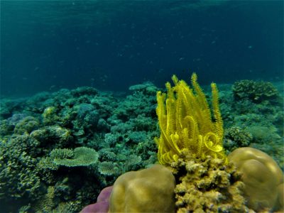 Snorkeling sur le reef n°1 depuis Malenge, Togian