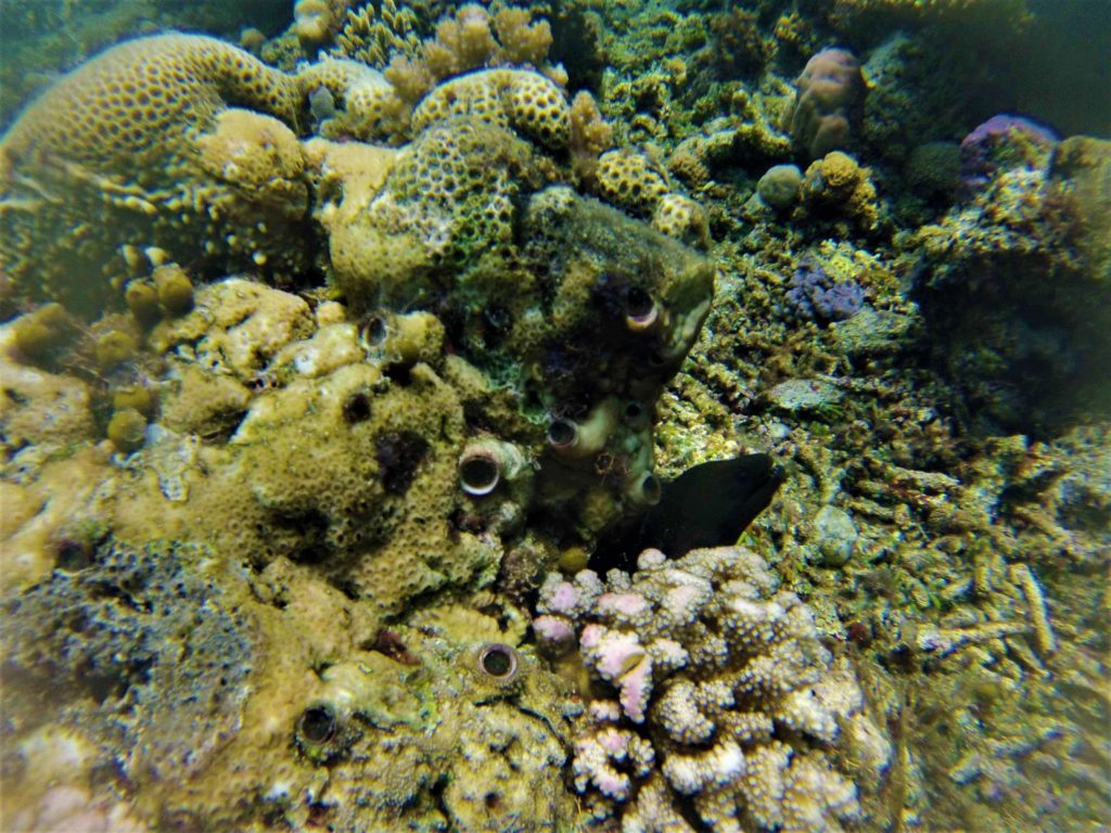 murène , reef n°1, togian