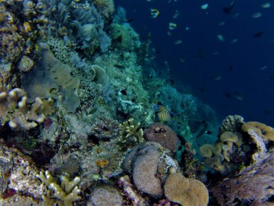 Snorkeling au large de Kadidiri et Taipi, îles Togian