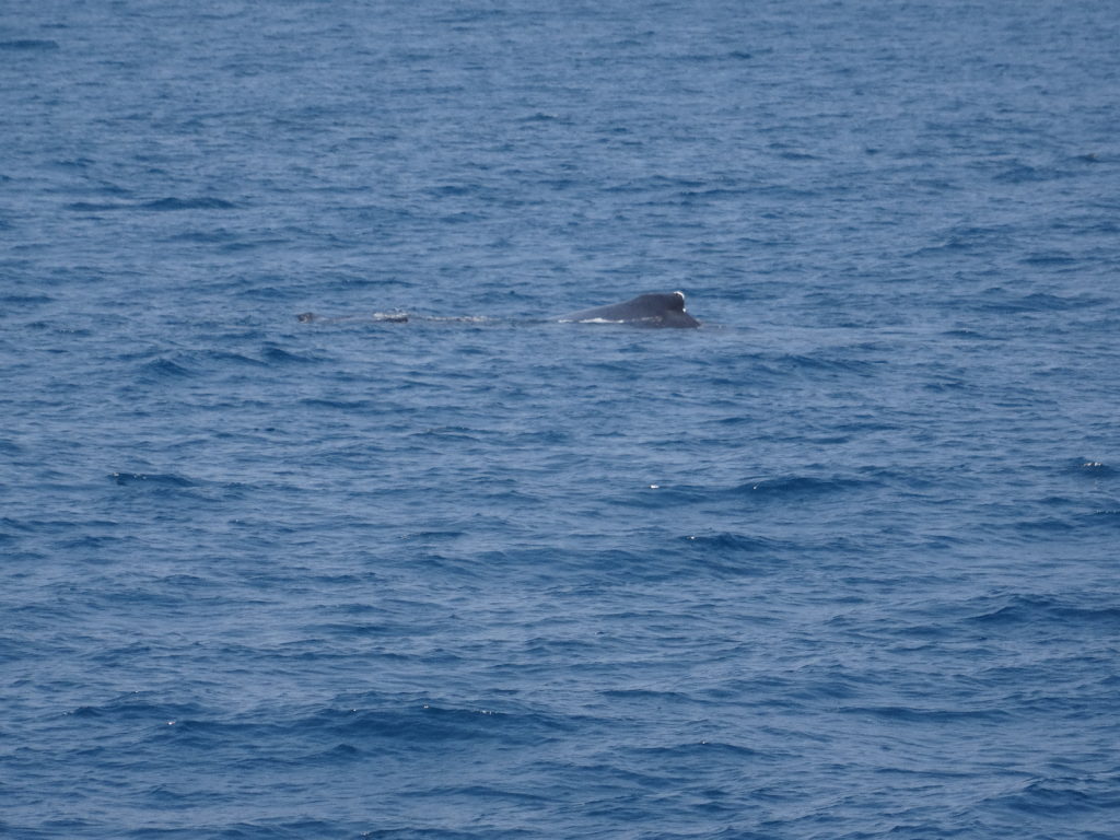 baleine entre mahambo et l'île sainte-marie