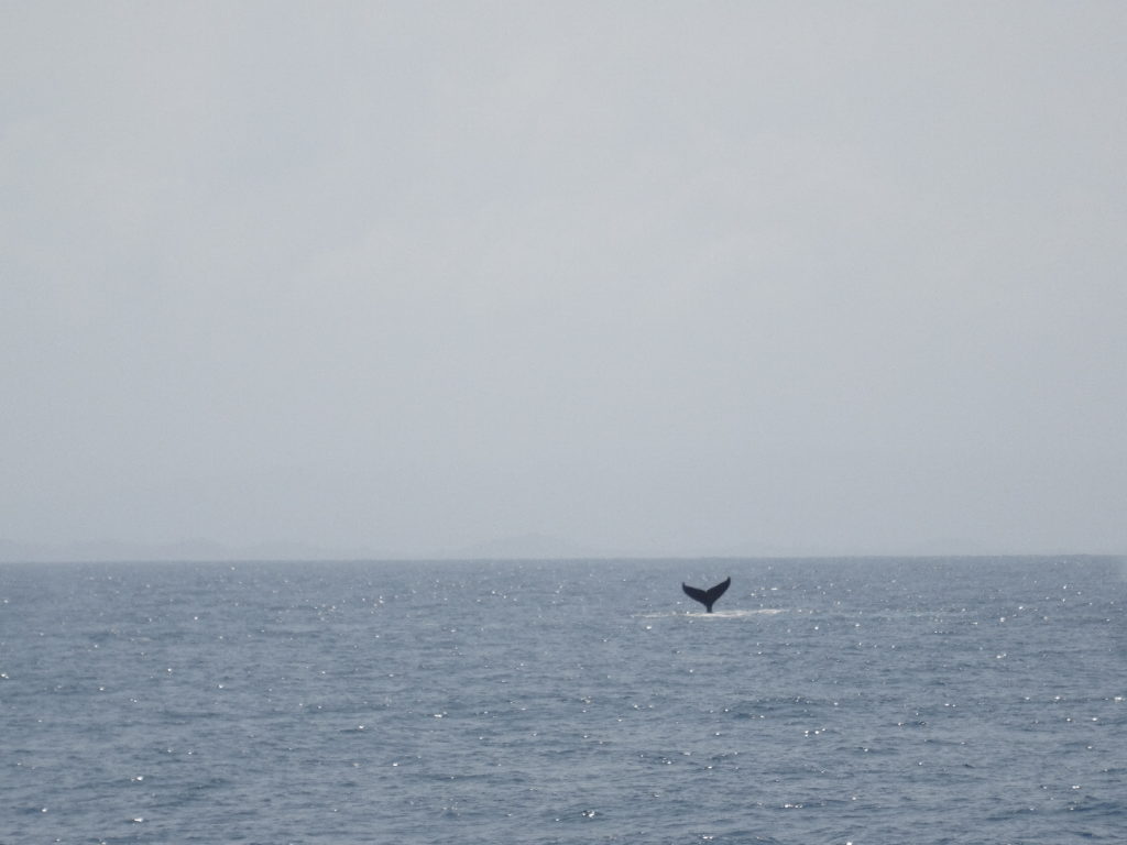baleine entre mahambo et l'île sainte-marie