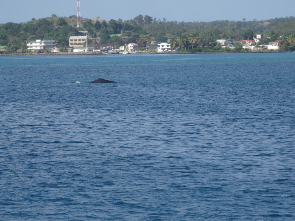 baleine à arrivée en bateau à l'île sainte-marie