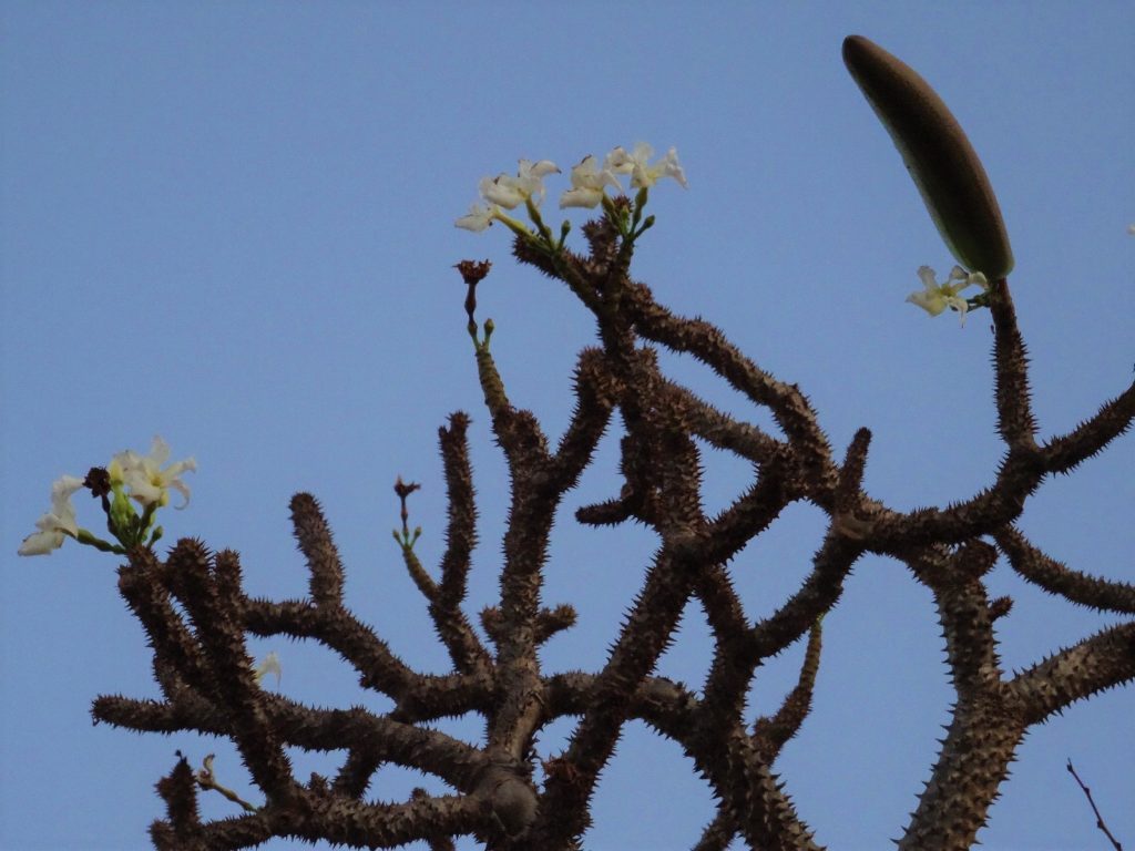 pachypodium geayi, palmier de madagascar, entre sambave et ambilobe