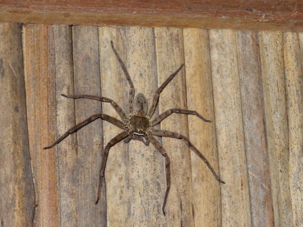 très grosse araignée