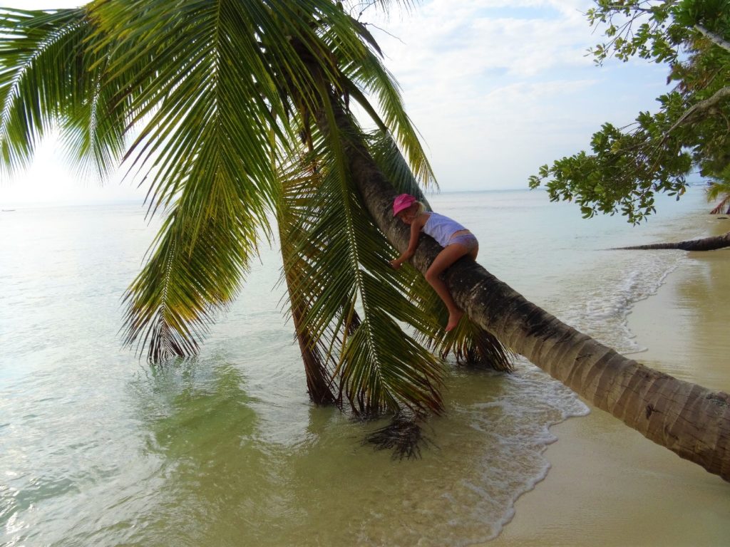 chatounette grimpe sur un cocotier dans l'eau sur une plage de l'île aux nattes, sainte-marie, madagascar