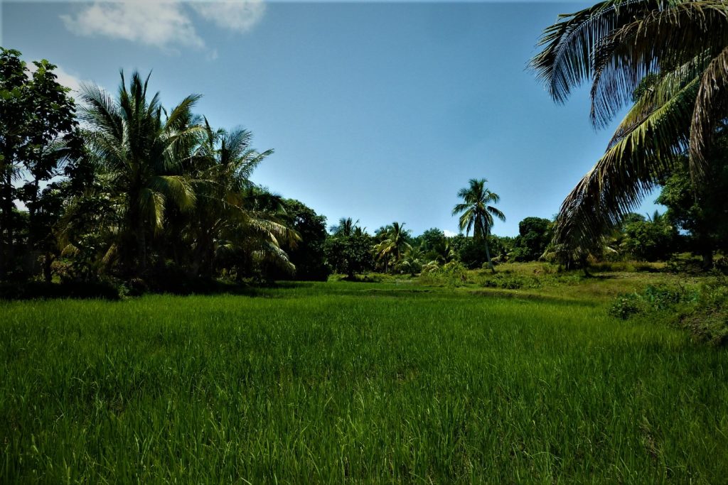 rizière sur l'île aux nattes