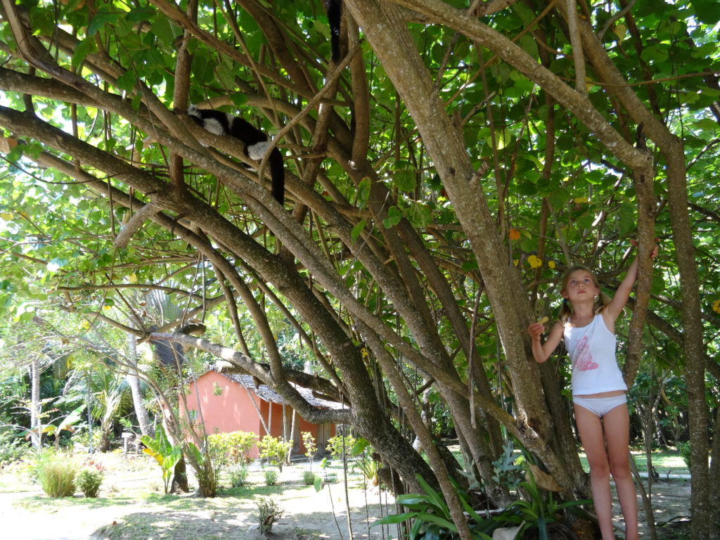 chatounette dans un arbre voulant nourrir un lémurien à l'hôtel le lémurien, île aux nattes