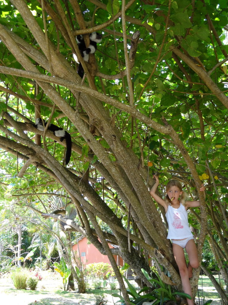 chatounette dans un arbre voulant nourrir un lémurien à l'hôtel le lémurien, île aux nattes
