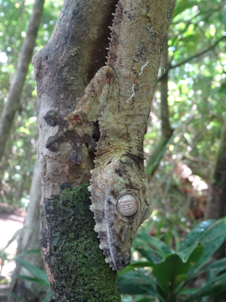 tête de gecko lichen géant, caméléon uroplatus, nosy mangabe, madagascar