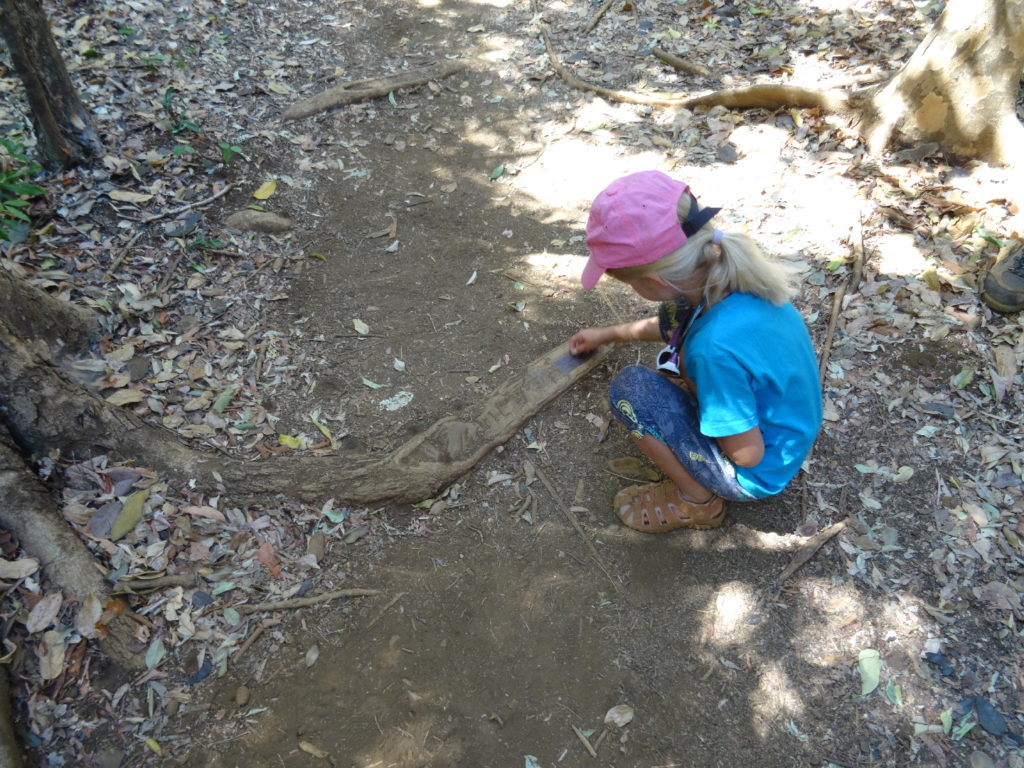 parc national de l'ankarana, réserve spéciale, chatounette découvre les racines d'ebene