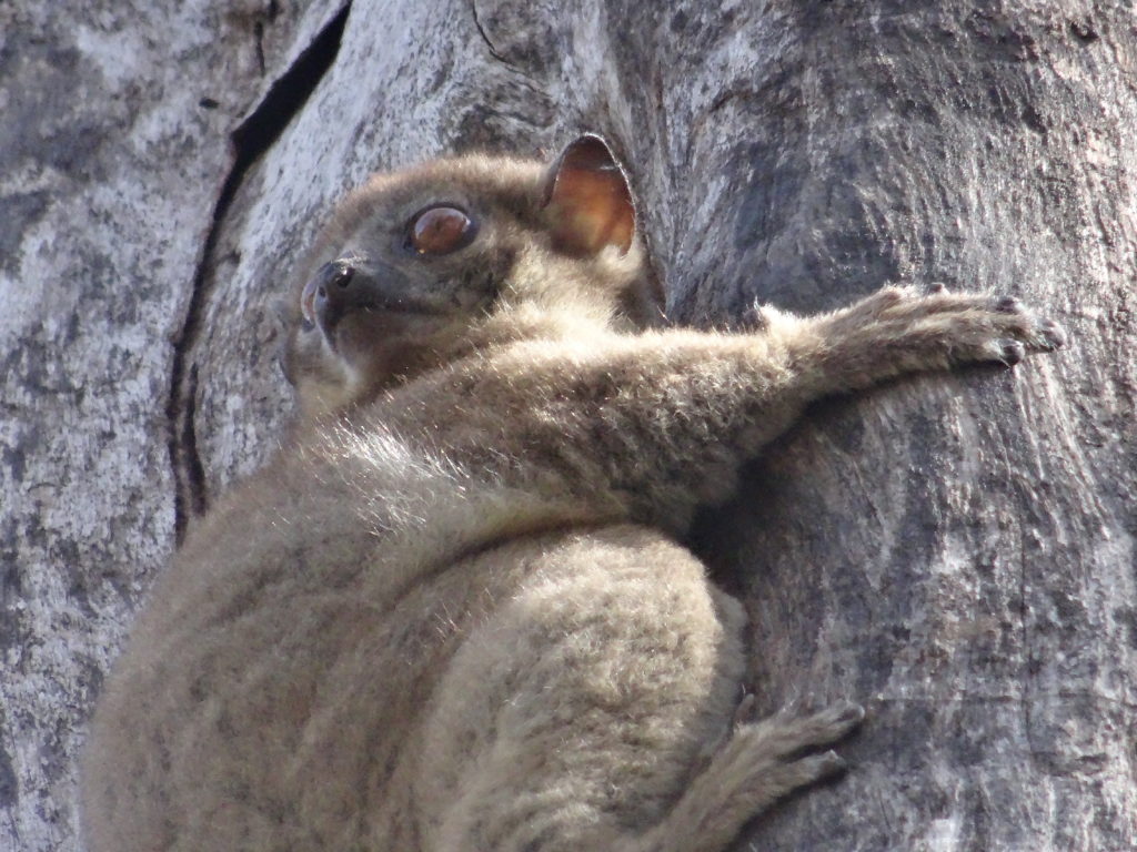 lépilémur au parc national de l'ankarana, réserve spéciale