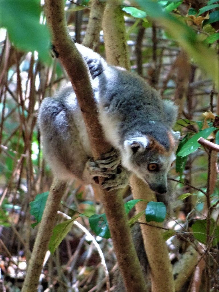 lémurien, lémur couronné, Eulemur coronatus, réserve spéciale parc national de l'ankarana