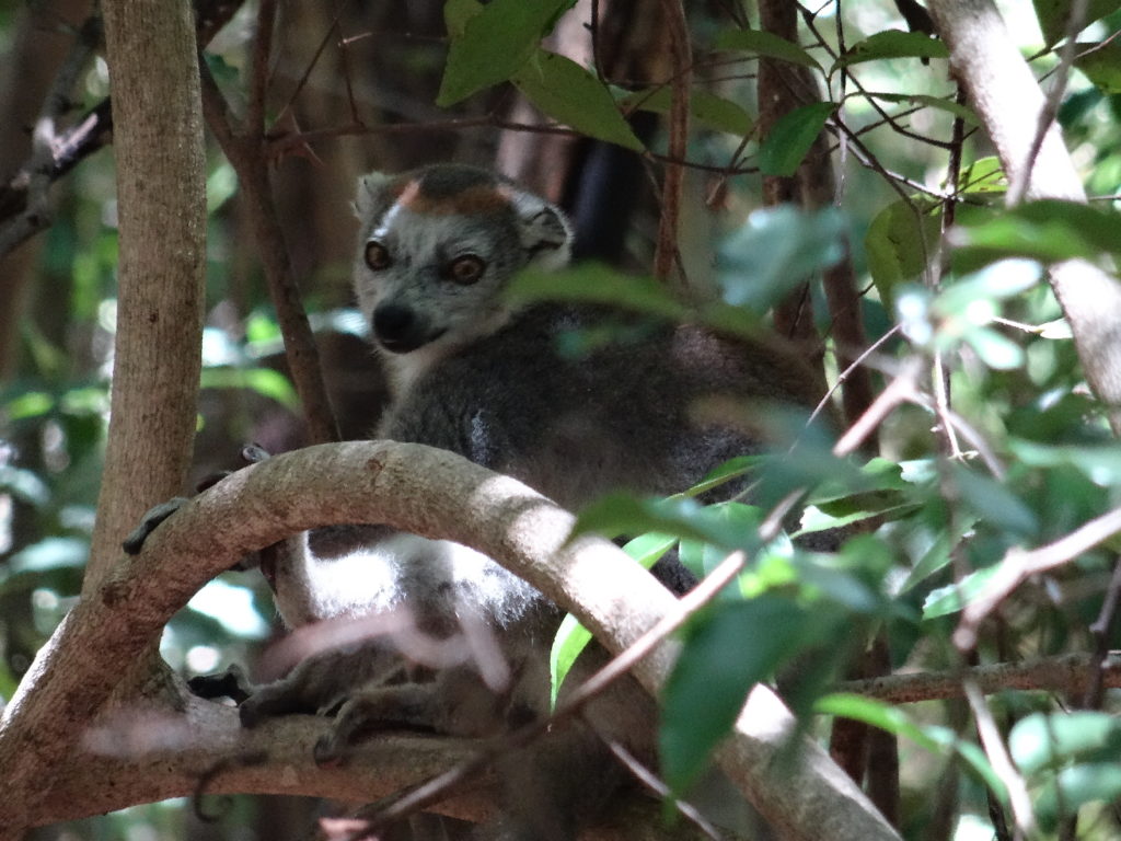 lémurien, lémur couronné, Eulemur coronatus, réserve spéciale parc national de l'ankarana