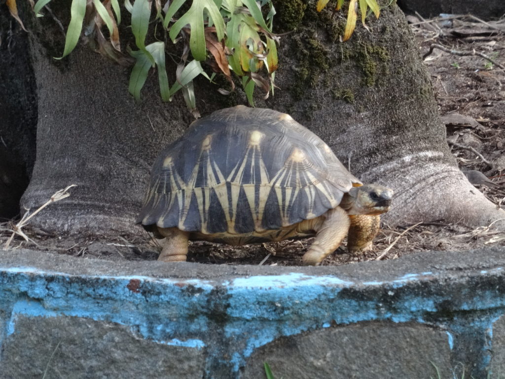 tortue à mahambo à l'hotel ylang ylang