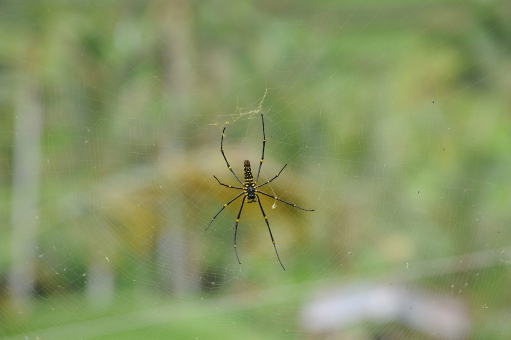 araignée dans les rizières de jatiluwi entre ubud et bedugul