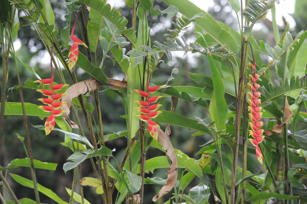 fleurs dans les rizières de jatiluwi entre ubud et bedugul