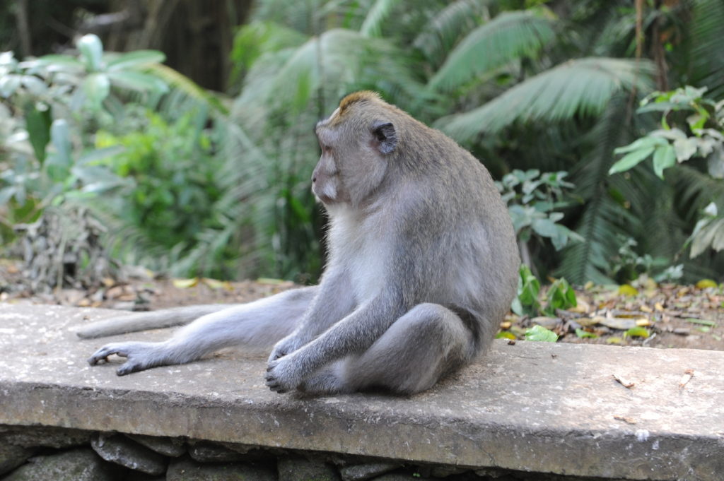 singe à la monkey forest, ubud