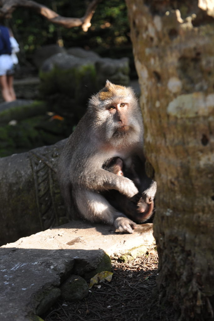 singe et son bébé à la monkey forest, ubud