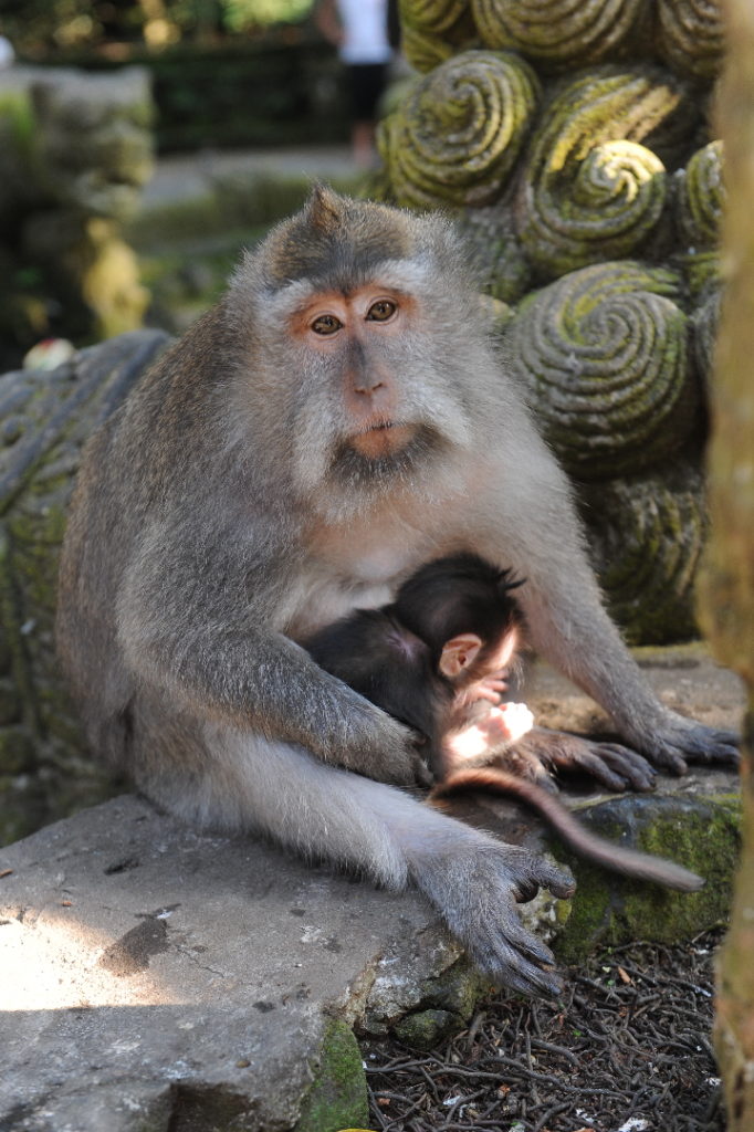 singe et son bébé à la monkey forest, ubud