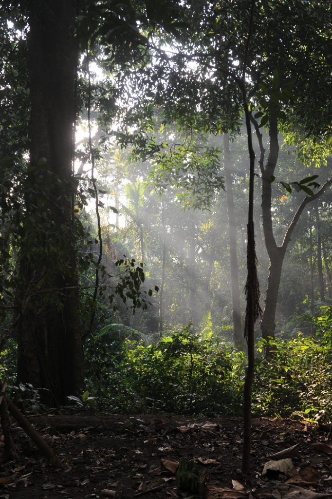 monkey forest, ubud