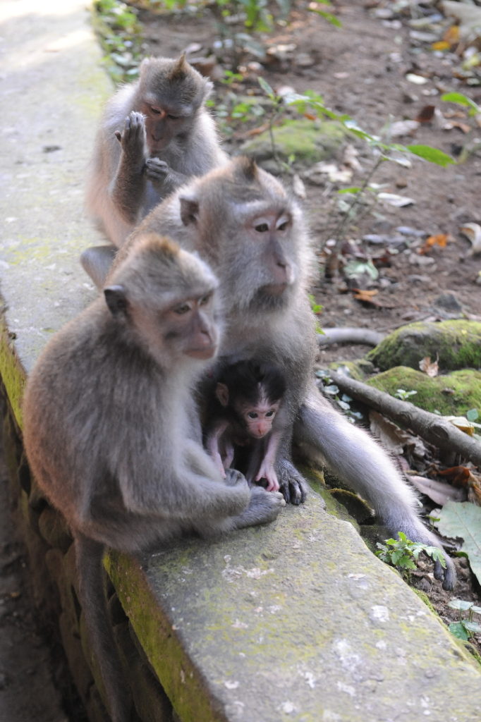 singes et leur bébé à la monkey forest, ubud