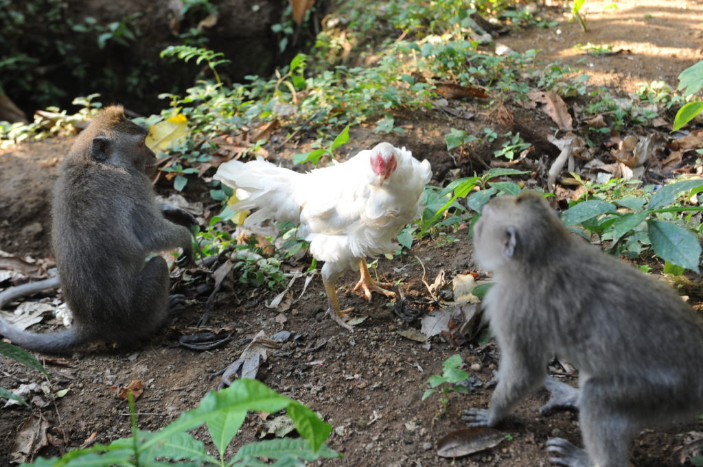singes à la monkey forest, ubud
