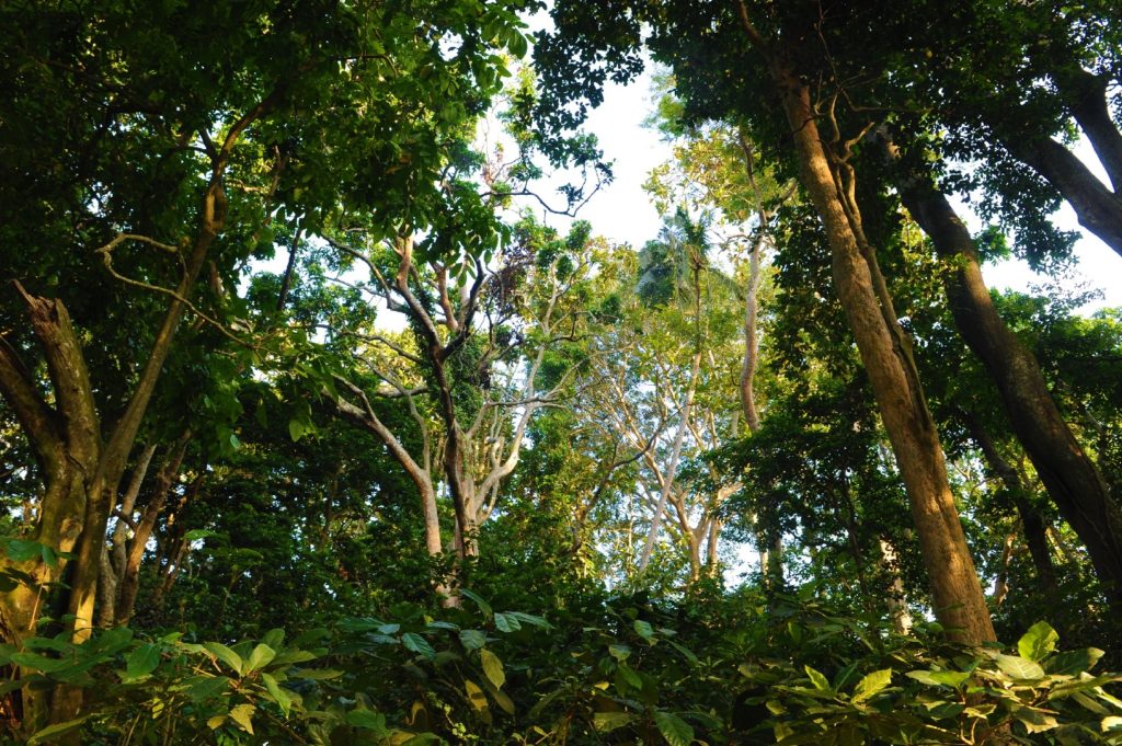 végétation, monkey forest, ubud