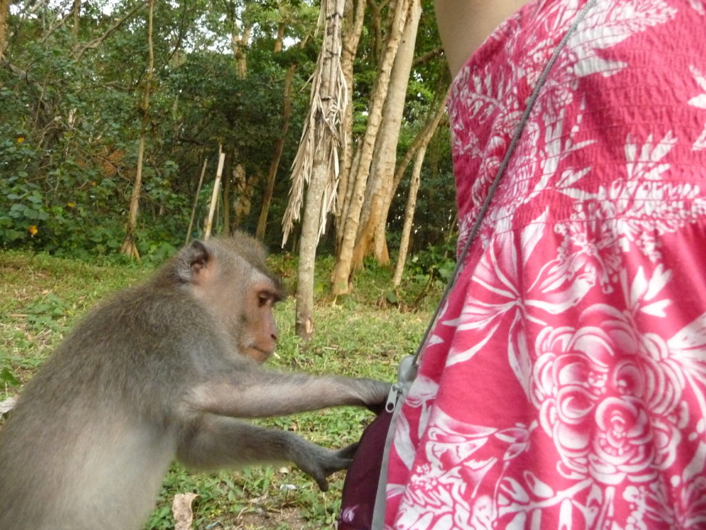  à la monkey forest, ubud