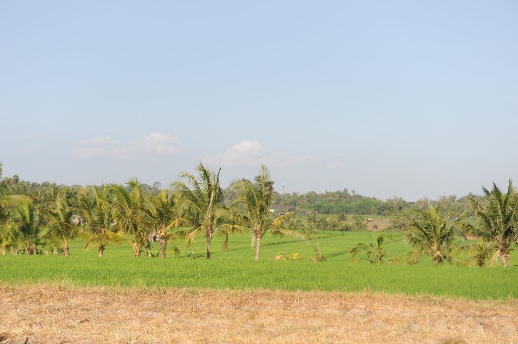 rizières et palmiers entre balian beach et ubud