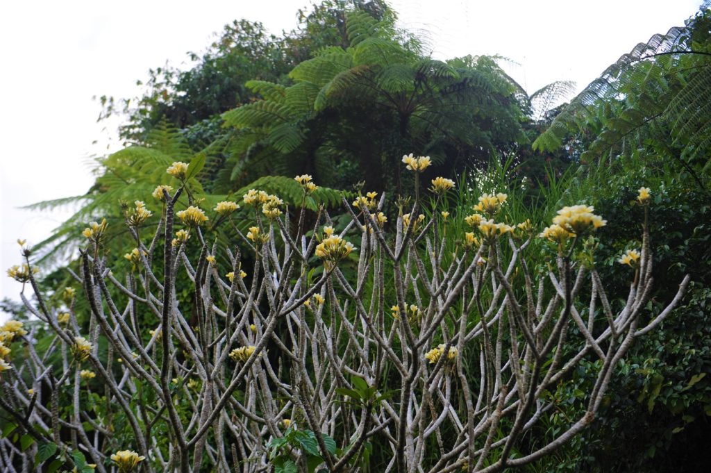 pachypodium à Pura Gunung Kawi Sebatu