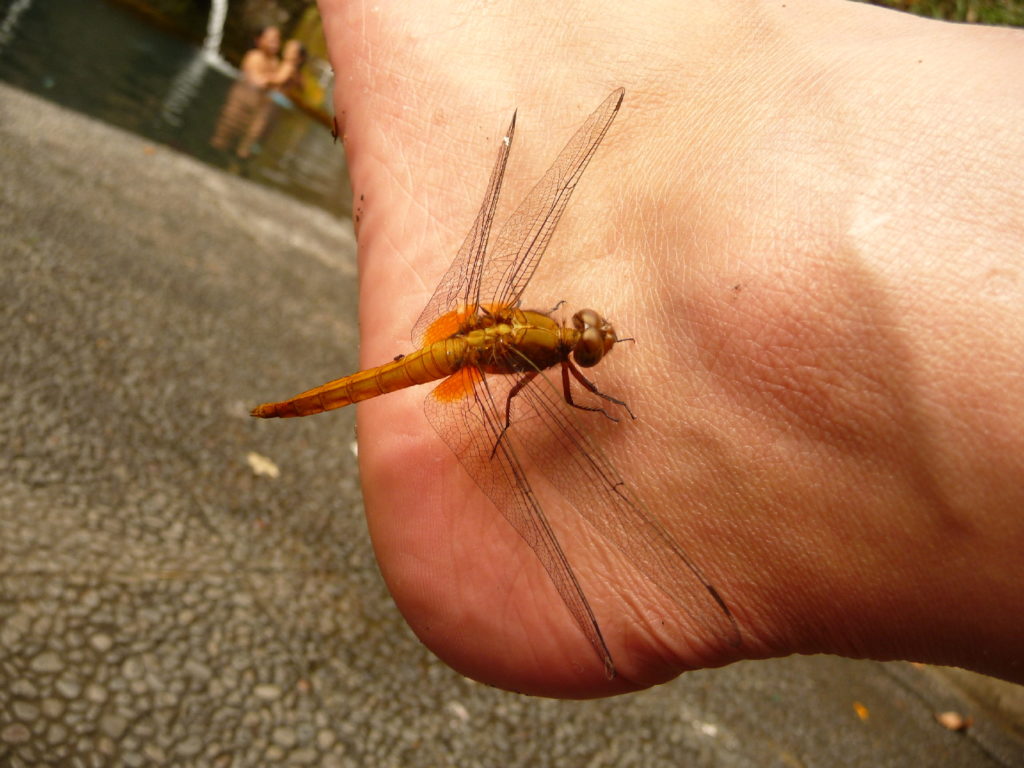 libellule sur mon pied