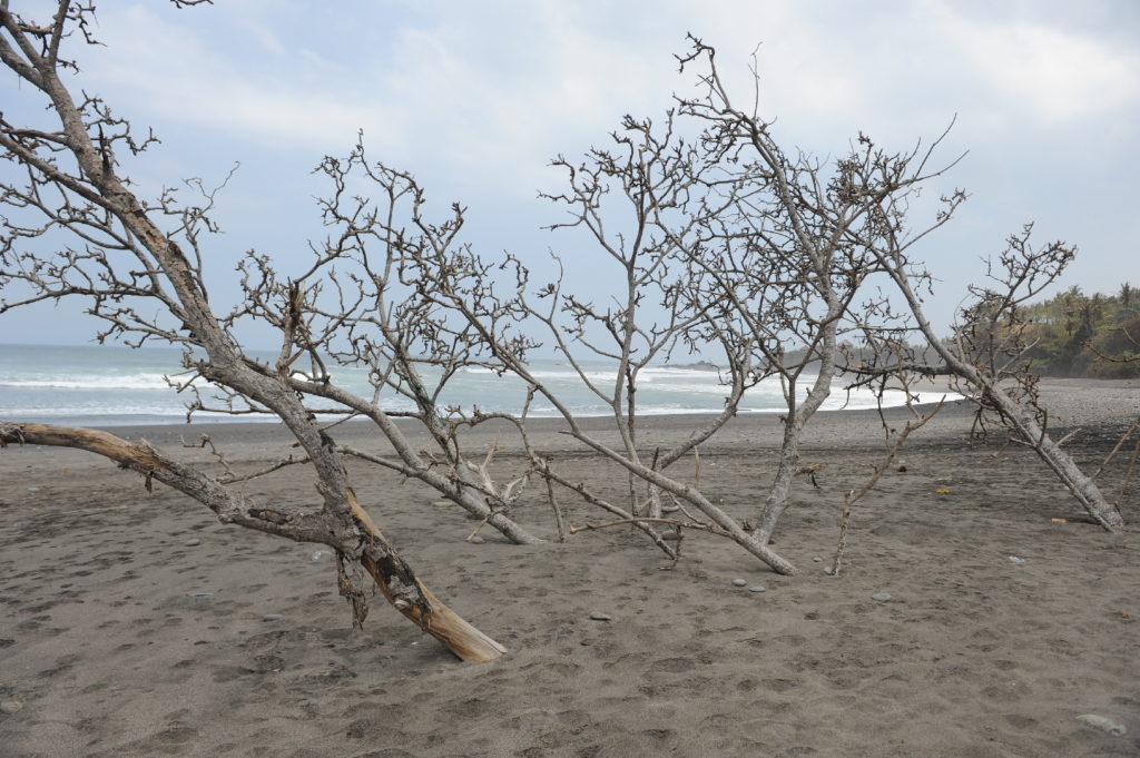 arbres dans la plage de balian beach