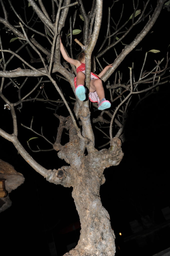 chatounette grimpée dans un arbre