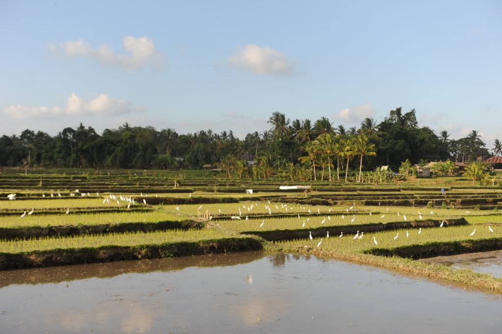 rizière entre le mont batur et ubud