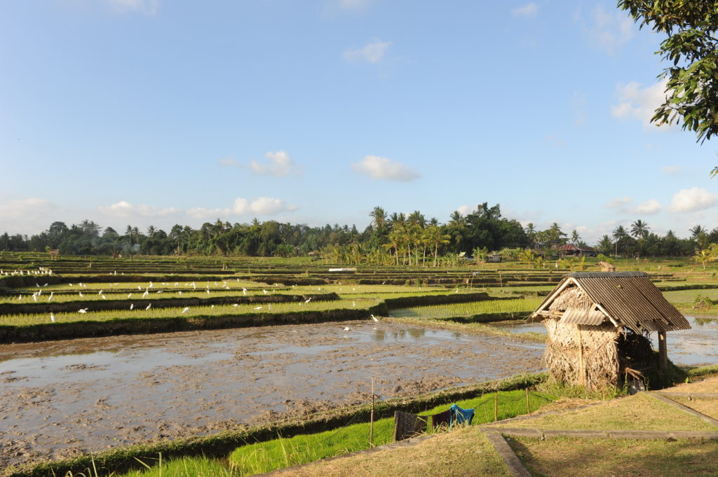 rizière entre le mont batur et ubud
