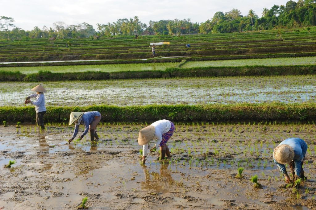travailleurs dans les rizières en eau entre le mont batur et ubud