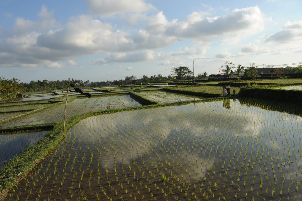 rizière en eau entre le mont batur et ubud