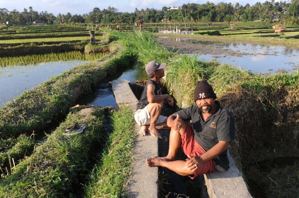 travailleurs dans les rizières en eau entre le mont batur et ubud