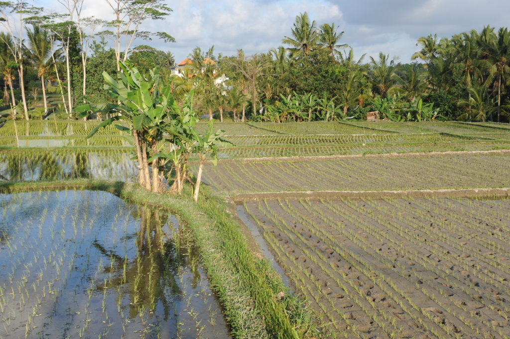 rizière en eau entre le mont batur et ubud