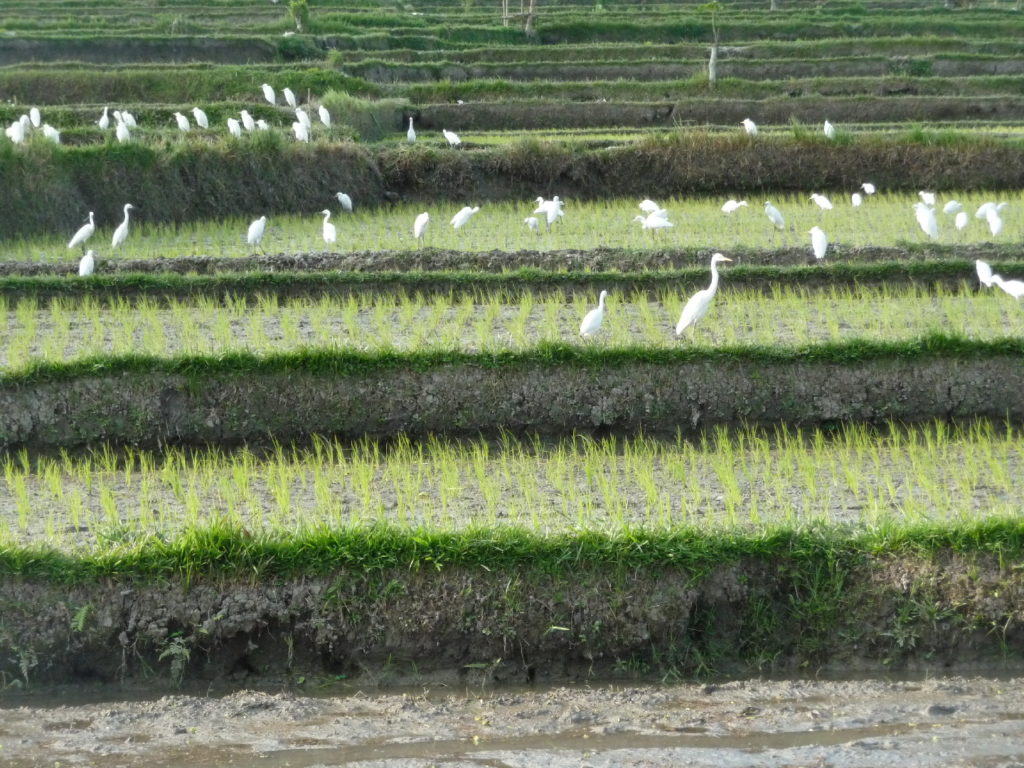 oiseaux dans les rizières en eau entre le mont batur et ubud