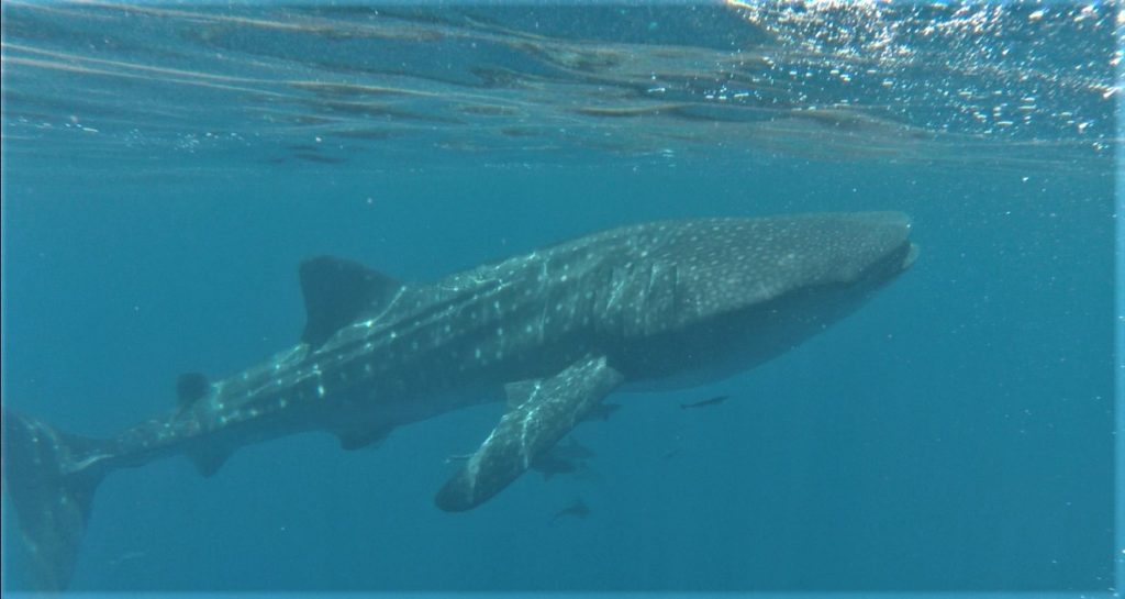 requin-baleine observé avec baleine rand'eau au large de nosy be