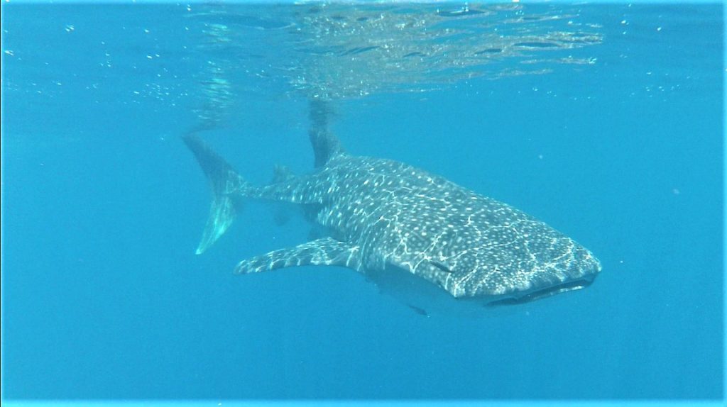 requin-baleine observé avec baleine rand'eau au large de nosy be