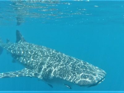 Nager avec les requin-baleines et les tortues à Nosy Be