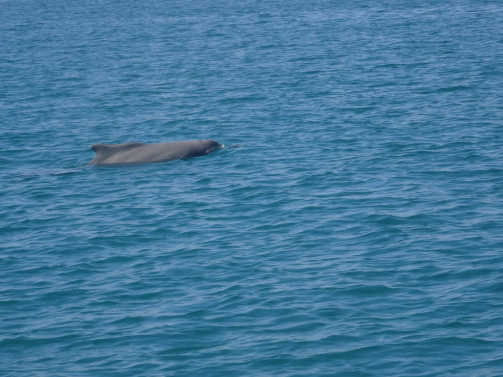 dauphin à bosse vu avec baleine rand'eau au large de nosy be