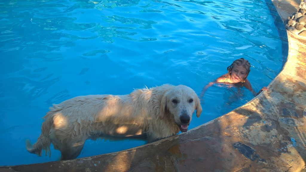 chatounette et un chien dans la piscine de madiro hotel, madirokely, nosy be